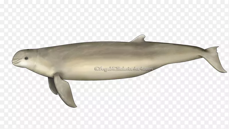 图库溪海豚澳大利亚苏贝鳍海豚常见的宽吻海豚-澳大利亚