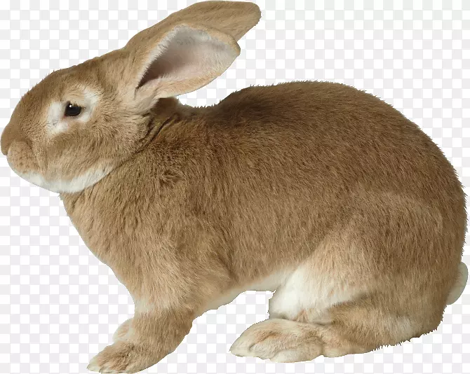 欧洲兔剪贴画-兔子