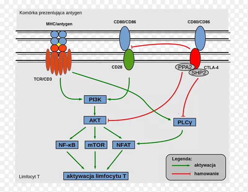 CTLA-4t细胞受体细胞信号转导T细胞CD 80