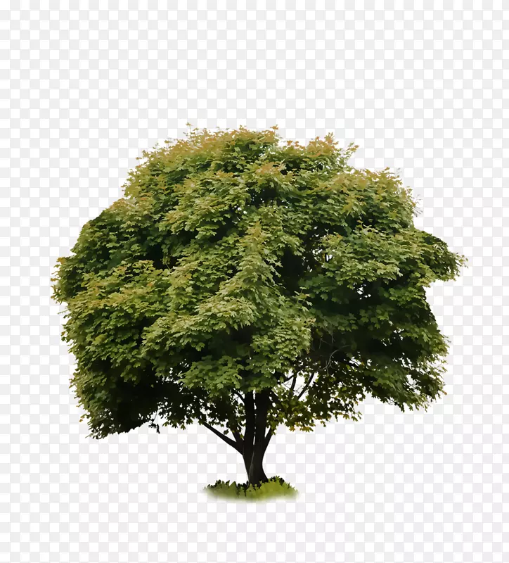 字针个人识别号码代码剪辑艺术.黑树
