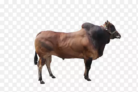 扎布·马杜拉牛，小牛，肉牛，牧牛