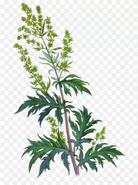 紫蒿、菊科植物、冷蒿-植物