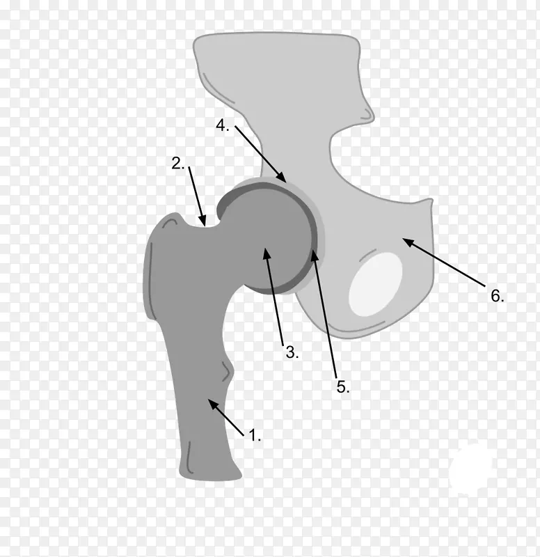 骨盆滑膜关节髋臼-关节