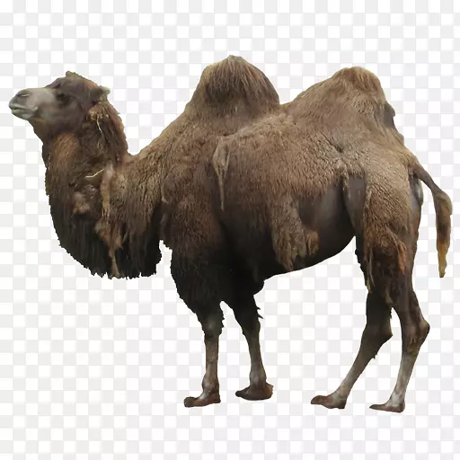 滴水的计算机图标骆驼野生动物