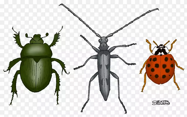 甲虫昆虫翅蚤动物甲虫