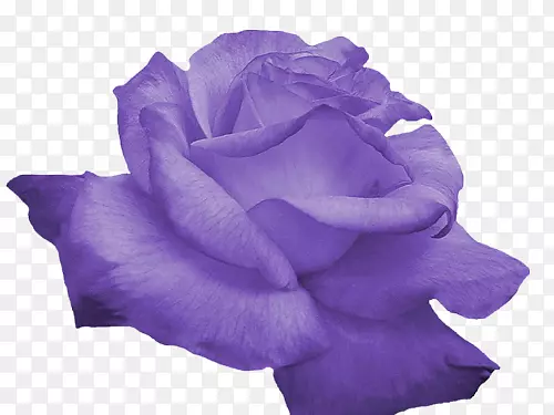 玫瑰花紫色剪贴画-玫瑰