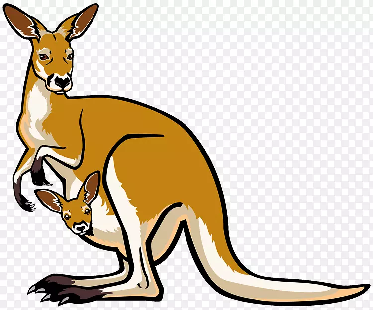澳大利亚袋鼠考拉剪贴画-澳大利亚