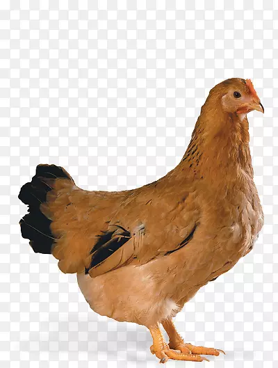 肉鸡Cobb沙拉荷兰鸡蛋养殖-鸡蛋