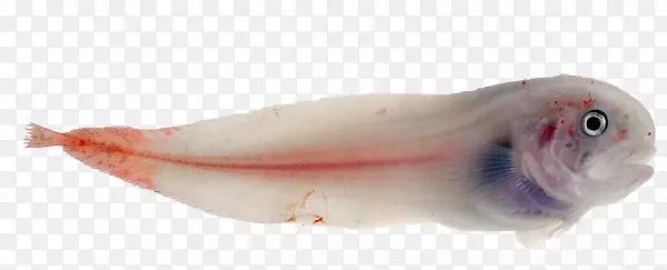 鱼类产品粉红m动物群-鱼类