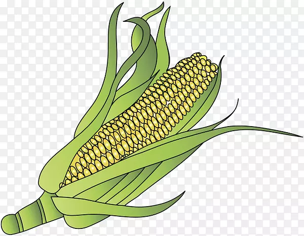 玉米上的玉米甜玉米有机食品
