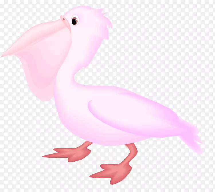 喙鹈鹕海鸟水鸟剪贴画