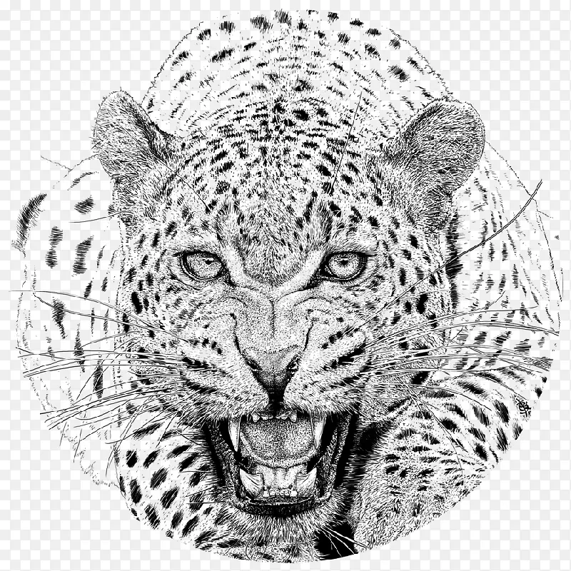 猎豹画雪豹非洲豹猎豹