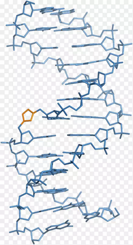 肽核酸锁定核酸DNA主干链