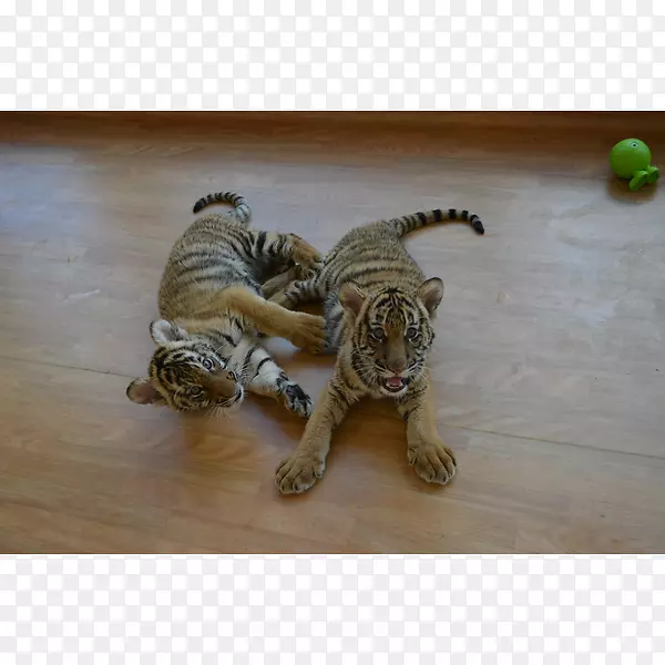 弗吉尼亚动物园猫幼虎马来虎狮子猫