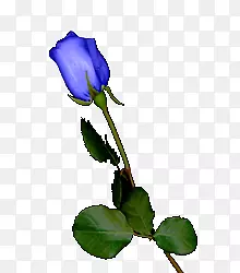 蓝色玫瑰花园玫瑰，蜈蚣玫瑰，紫色切花-紫色