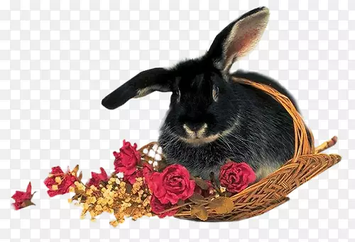 复活节兔子动画电影-复活节