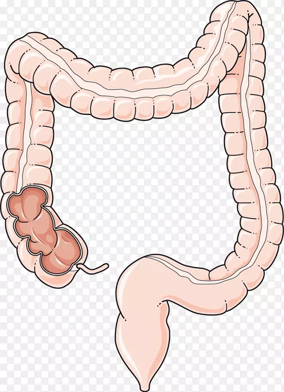 大肠、胃肠道、小肠、人类消化系统剪辑艺术
