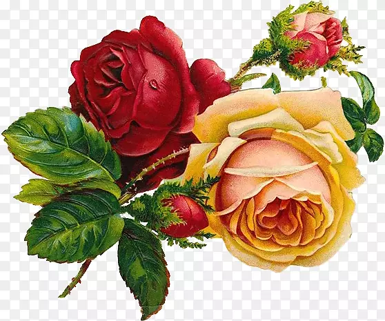 画玫瑰花设计花艺-玫瑰