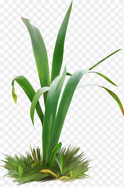 草花盆植物茎-花