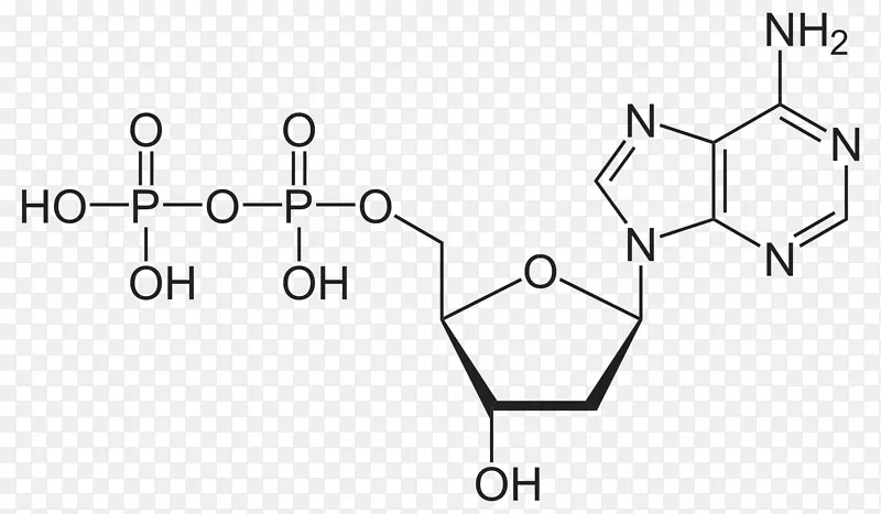 二磷酸腺苷三磷酸腺苷分子焦磷酸-1脱氧木糖5磷酸