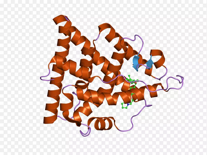 雌激素受体αDNA结合区核受体雌激素受体