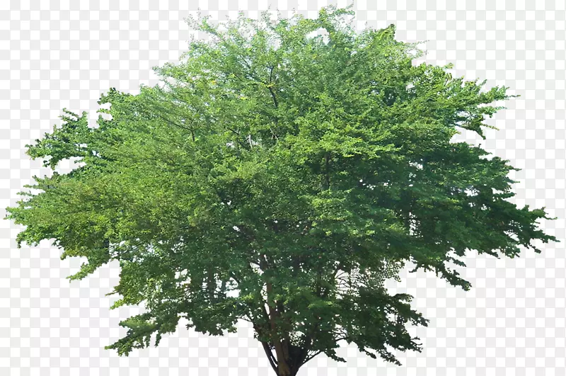 [医]杜仲树植物金银花-金银花(Acer ginnala-pitecellobium dulce)