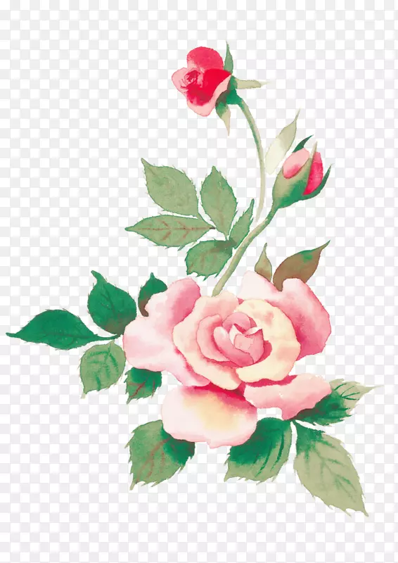 海滩玫瑰花水彩画粉红色花