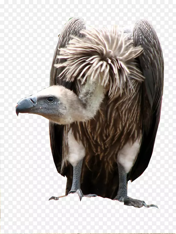 白背秃鹫角秃鹫鹰非洲象鸟