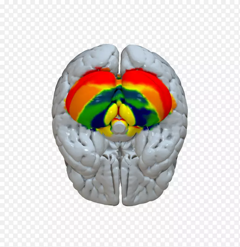 脑深部刺激大脑皮层小脑统计参数映射-脑