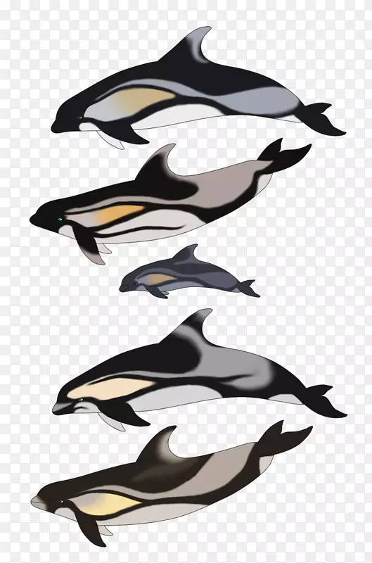 海豚虎鲸海豚