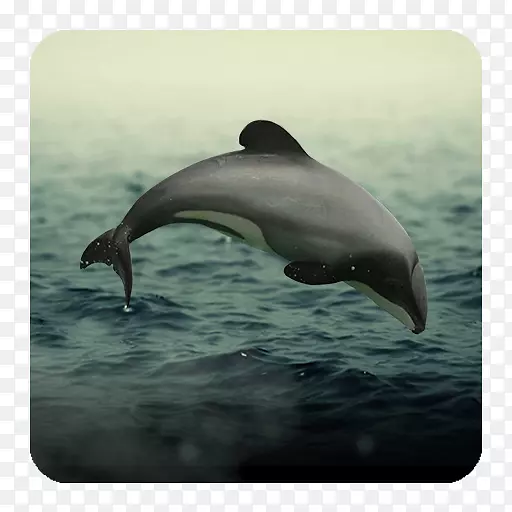 条纹海豚普通宽吻海豚短喙普通海豚批发粗齿海豚
