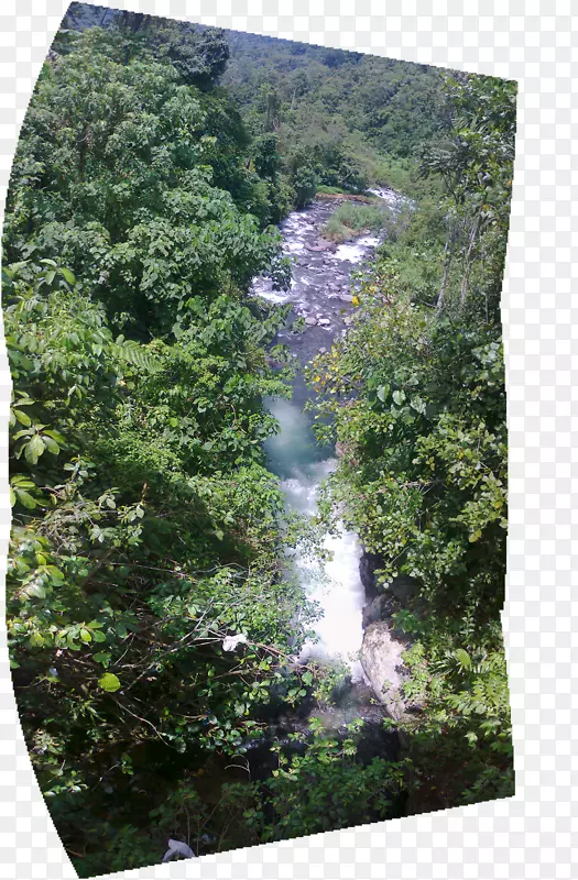 水资源自然保护区生物群落雨林植被-瓦林迪人工林度假村