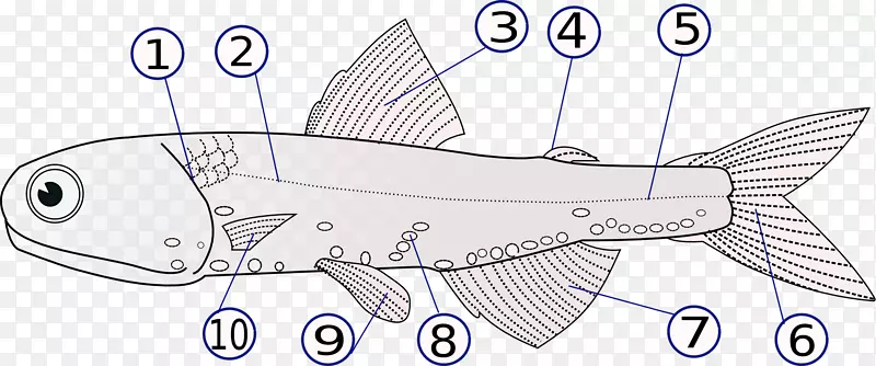 鱼鳍侧线鱼解剖-鱼