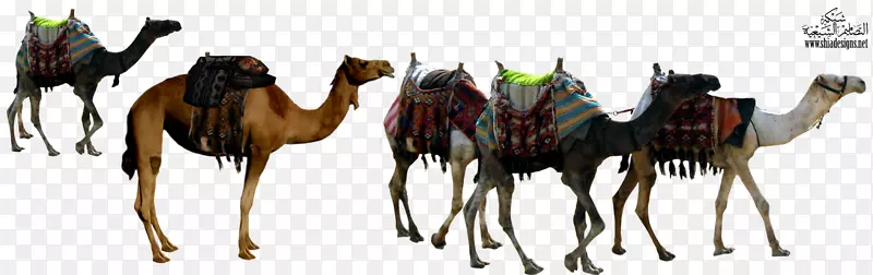 撒哈拉大篷车、雅各布和以扫-动物骆驼
