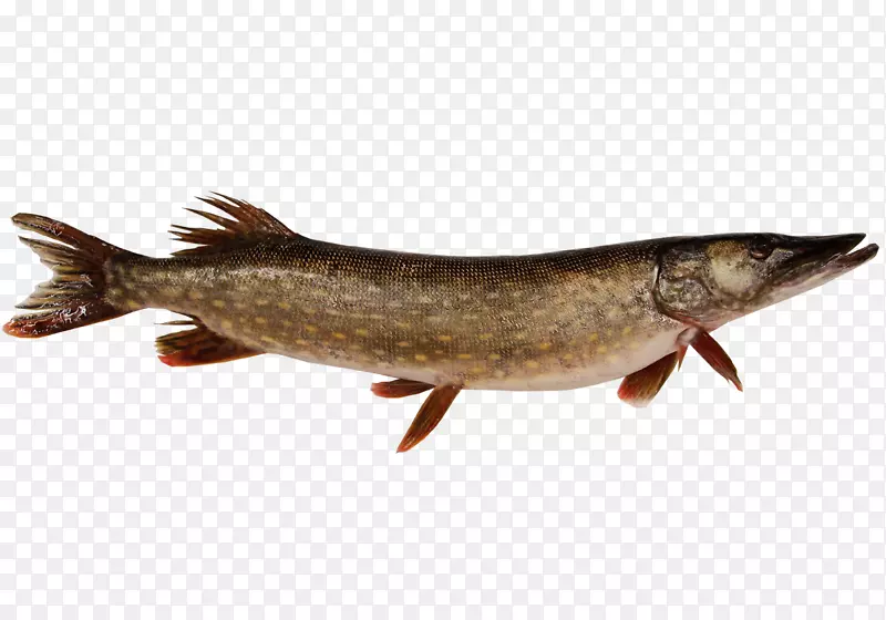 鲑鱼北梭鱼产品龙虾-鱼