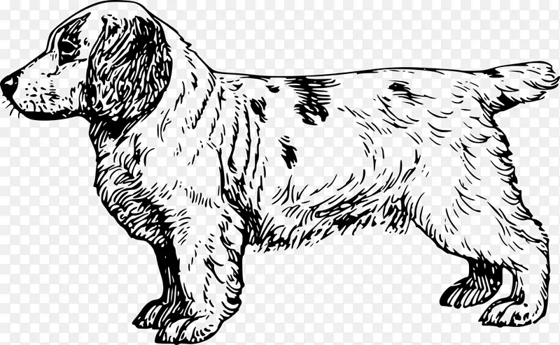 克拉伯猎犬英国小猎犬布列塔尼狗王查尔斯猎犬-荣誉犬服务狗运动
