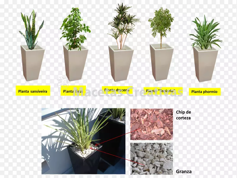 花盆、室内植物、观赏植物、装饰艺术.植物