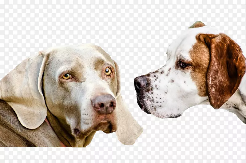 达克斯小狗伯恩塞山犬可爱的宠物兽医-小狗