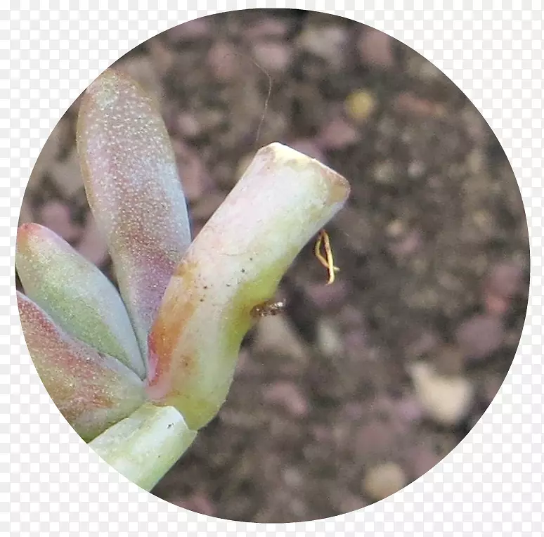 肉质植物树蛙增殖植物茎区系