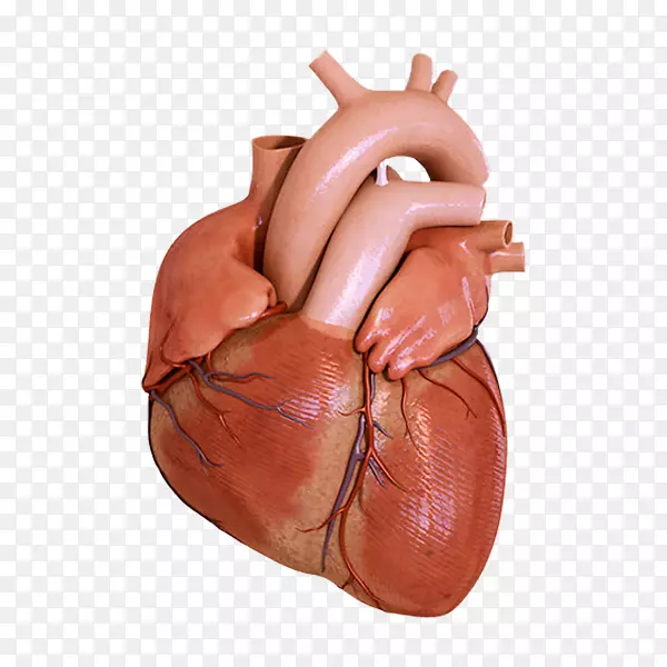 关于你心脏的解剖人体科学-心脏
