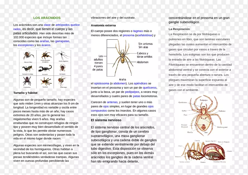 无脊椎动物文本蜘蛛人类消化系统-蜘蛛