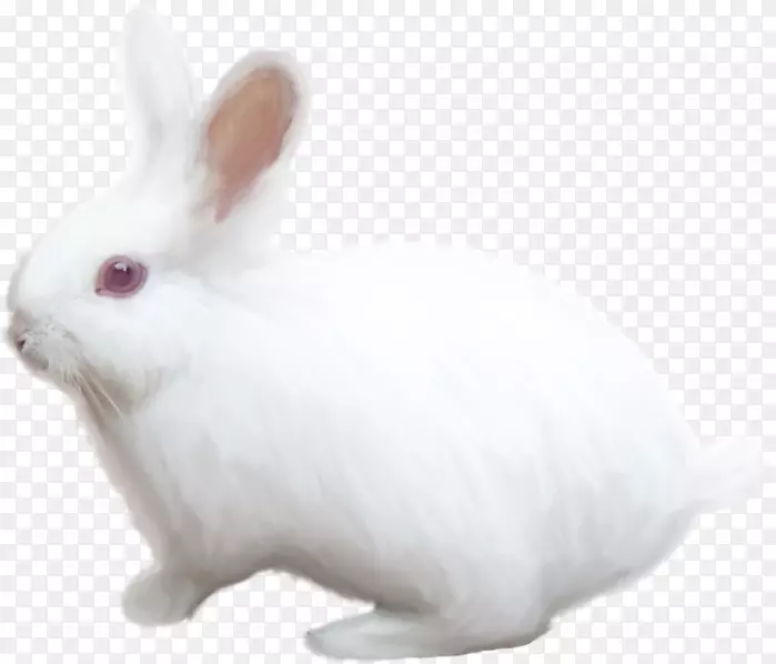 家养兔白兔兔
