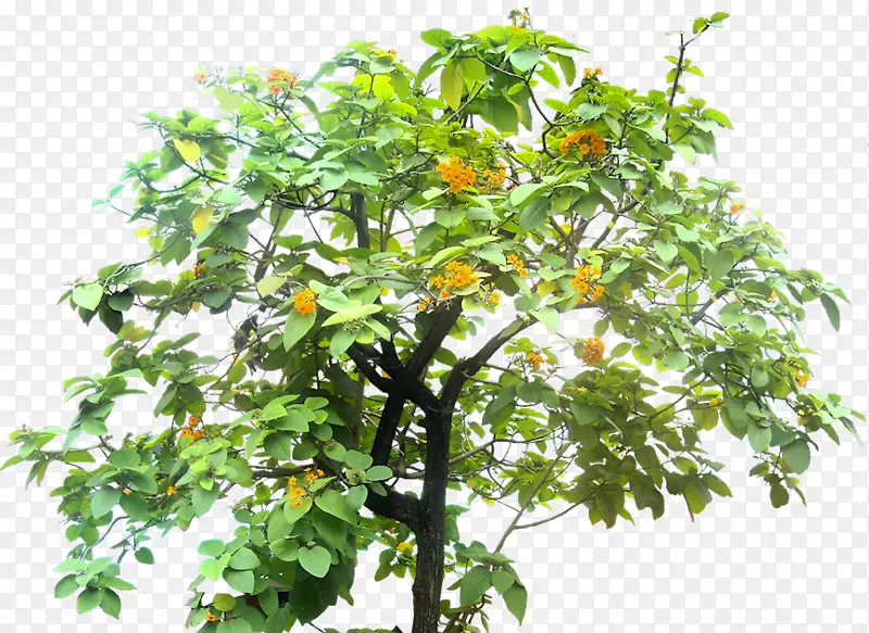 马达加斯加杏仁树