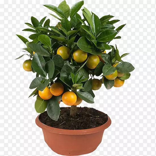 金橘，桔子，橘子，朗普尔树