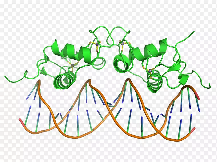 DNA结合区锌指蛋白结构域分裂手指快球