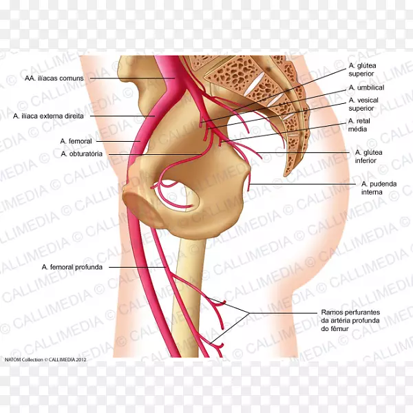 股动脉髂内动脉臀上动脉闭孔动脉抛光术