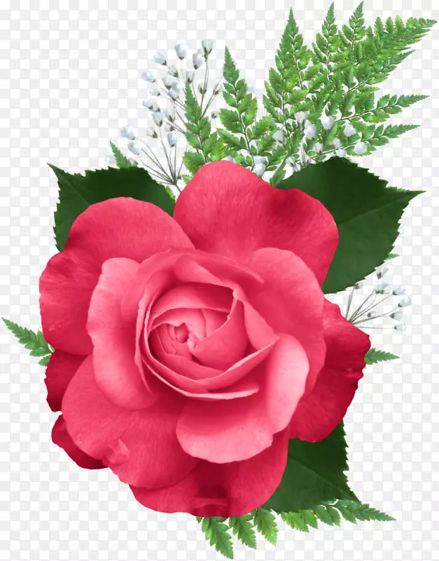 花园玫瑰剪贴画-花