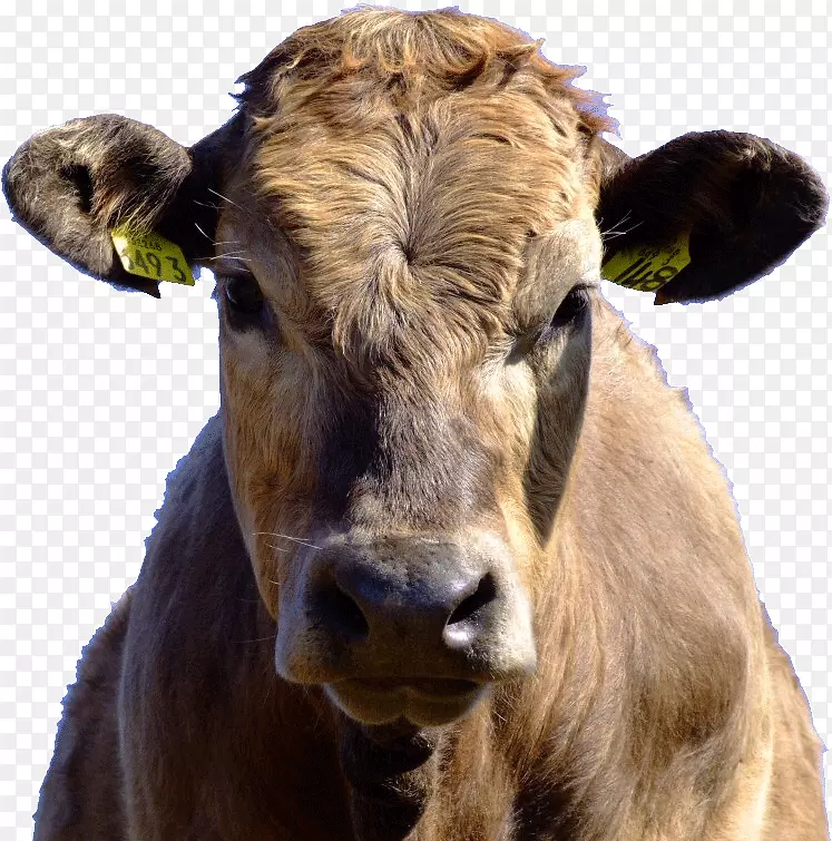 奶牛我是牛太太。牛歌