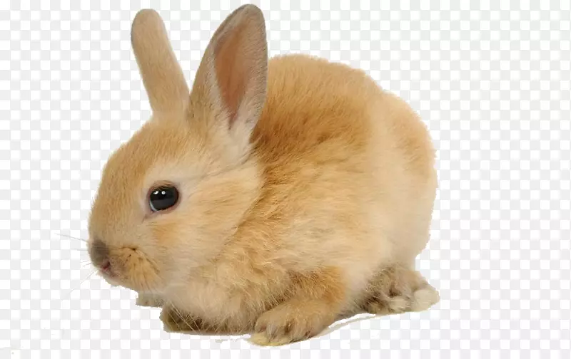 欧洲兔食草食动物宠物兔