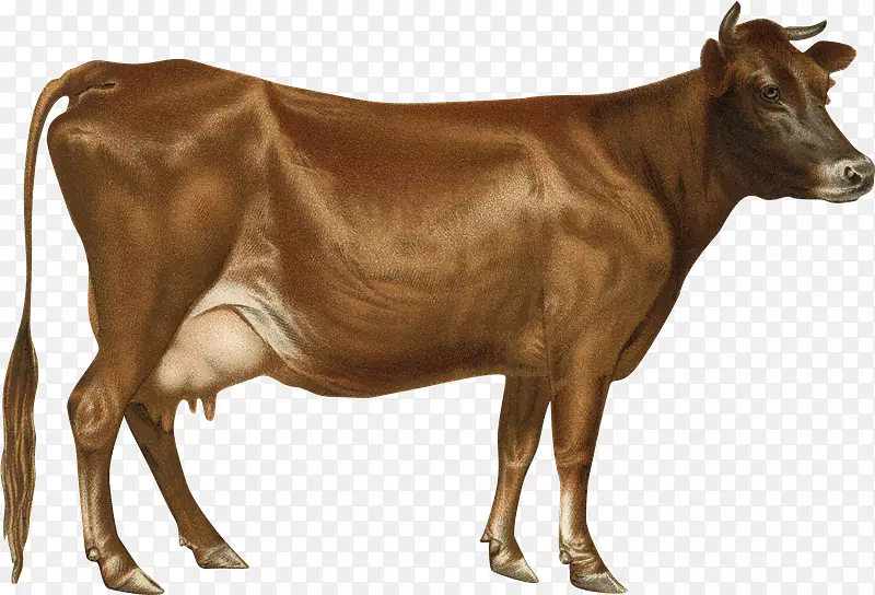 泽西牛，荷斯坦牛，弗里西亚牛，艾尔郡牛，奶牛